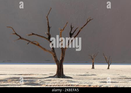 Altopiano di argilla nella parte del deserto Namib Naukluft. Lago morto con alberi morti. Il fondo del lago secco Sussusflay. Mattina di sole. Il concetto Foto Stock