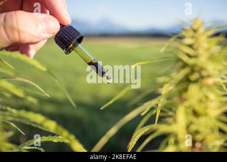 Flacone di pipetta con olio di semi di canapa per uso medicinale, tenuto a mano, presso la piantagione di cannabis. Foto Stock