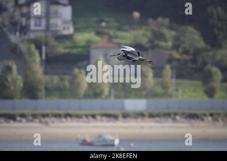 Heron in volo sopra il fiume Douro, il nord del Portogallo. Foto Stock