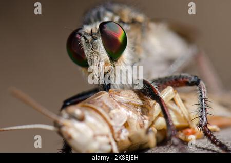 Robber volare Promachus latitarsatus nutrire su una locusta marocchina Dociostaurus maroccanus. Inagua. Tejeda. Gran Canaria. Isole Canarie. Spagna. Foto Stock