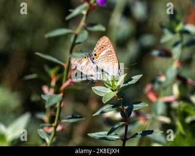 Un paio di piccole farfalle blu piselli, Lampides boeticus, riposano su piccole foglie lungo una strada a Yokohama, Giappone. Foto Stock