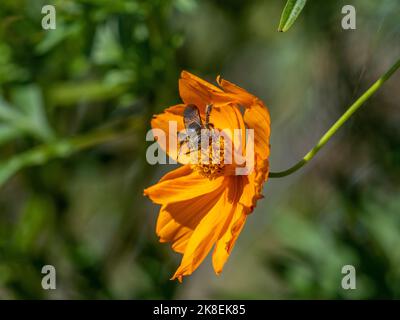 Un giapponese Campsomeriella anulata scoliid vespa raccoglie polline e nettare da fiori lungo una strada vicino Yokohama, Giappone. Foto Stock