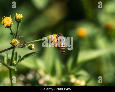 Un nettare beve un ape e raccoglie polline da un piccolo fiore giallo in una fattoria di riso giapponese vicino a Yokohama, Giappone Foto Stock