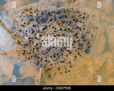 Macro foto di uova di rane frogspawn in una pozza Foto Stock