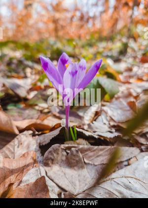 Croci viola selvaggi che fioriscono nel loro ambiente naturale. Crocus heuffelianus. Fioritura dello zafferano. Crocus è un genere di piante da fiore dell'iride Foto Stock