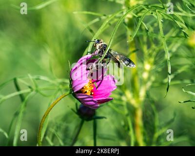 Un giapponese Campsomeriella anulata scioliid vespe raccoglie polline e nettare da un giardino di cosmo fiore lungo una strada vicino a una fattoria a Fujisawa, Giappone Foto Stock