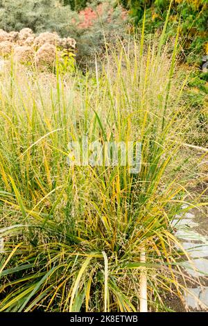 Switch Grass, Giardino, Autunno, Tuffo di Erba, Panicum virgatum 'Northwind', Hardy, perenne, piante Foto Stock