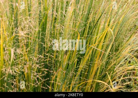 Panicum virgatum, Autunno, Switchgrass, Panicum virgatum Northwind, Autumnal, Interruttore Erba, Hardy, Erba Foto Stock