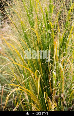 Panicum virgatum 'Northwind', Switchgrass, ciuffo di erba, Giardino Foto Stock