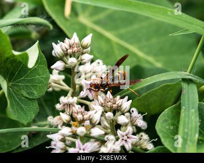 Una vespa di carta a vita scura, Polistes jokahamae, che si nutrono di piccoli fiori in un piccolo giardino a Yokohama, Giappone. Foto Stock