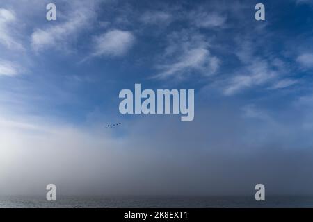 Una piccola formazione di oche graylag sembra persa in un vasto cielo del mattino autunnale Foto Stock