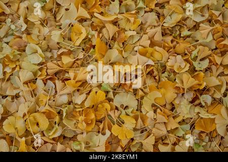 Ginkgo biloba, comunemente noto come ginkgo o gingko anche noto come l'albero maidenhair Foto Stock