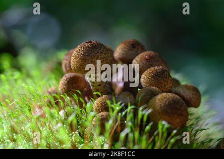 Il fungo boletus cresce in un gruppo su un vecchio ceppo di albero. Foto Stock