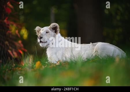 Un cucciolo di leone nel deserto siede sull'erba e vuole giocare. Foto Stock