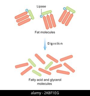 Progettazione scientifica di digestione delle molecole grasse. Effetto dell'enzima lipasi sulle molecole di grasso. Formazione di acido grasso e glicerolo. Simboli colorati. Vettore. Illustrazione Vettoriale