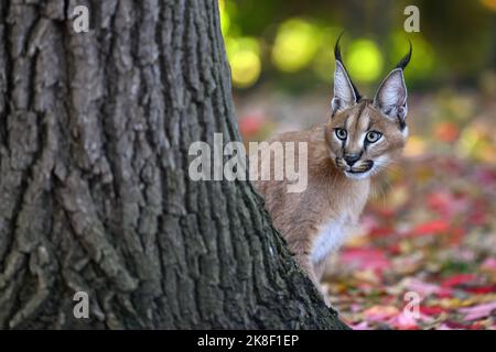 Un bambino caracal sta camminando e vuole giocare. Foto Stock