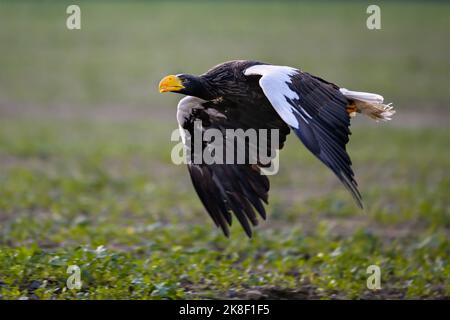 Un'aquila di Kamchatka vola il pascolo intorno ad un falconer. Foto Stock