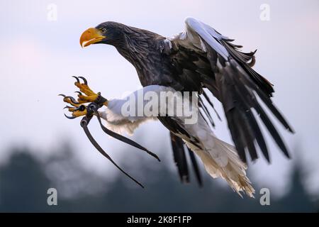 Un'aquila di Kamchatka vola il pascolo intorno ad un falconer. Foto Stock