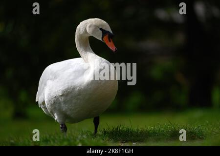 Un cigno si siede sulla riva di un laghetto e mangia erba. Foto Stock