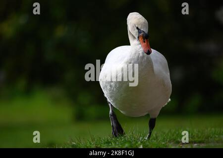 Un cigno si siede sulla riva di un laghetto e mangia erba. Foto Stock