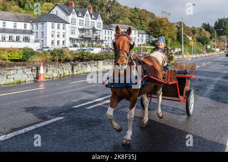 Glengarriff, West Cork, Irlanda. 23rd Ott 2022. Il West Cork Chevals ha tenuto la sua prima edizione per 3 anni a Glengarriff oggi. Circa 35 cavalli, trappole e cavalieri hanno partecipato a quella che era una giornata di sole. Donal Williamson da Leap passa l'Eccles Hotel mentre si riscalda il suo pony prima della scevera. Credit: AG News/Alamy Live News Foto Stock