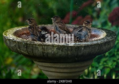 Casa passeri godere di un bagno sotto la pioggia Foto Stock