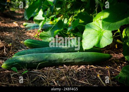 Cetrioli cresciuti in serra Foto Stock