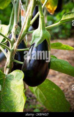 Melanzane alla coltivazione in serra Foto Stock