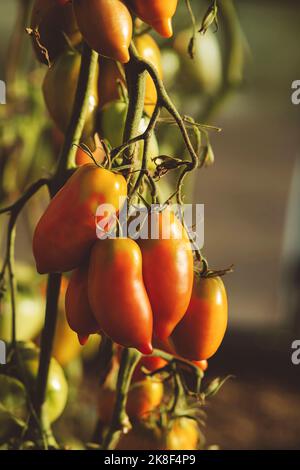 Pomodori maturi coltivati su ramo di pianta in serra Foto Stock