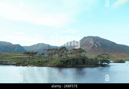 Vista sugli alberi di pino a Pine Island a Connemara, Galway, Irlanda Foto Stock