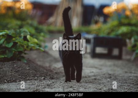 Gatto nero a piedi in giardino Foto Stock