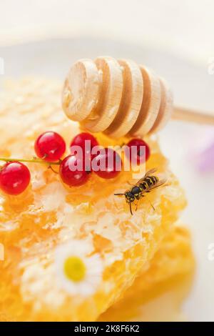 L'ape di miele che alimenta su honeycomb Foto Stock