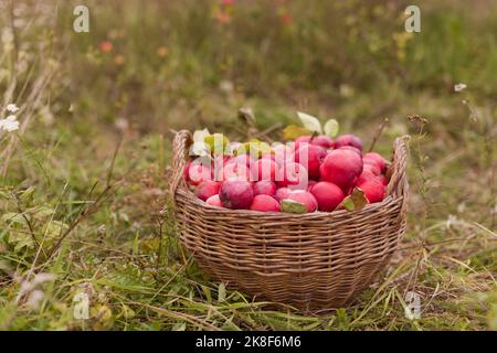 Cestino di mele rosse fresche in erba in fattoria Foto Stock