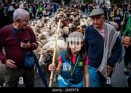 Madrid, Spagna. 23rd Ott 2022. Una giovane pastorella conduce un gregge di pecore attraverso il centro della città durante l'annuale Transumanza festival. Il Transhumance Festival è un evento tradizionale con migliaia di pecore che riempiono le strade principali della capitale spagnola. Dal 1994, questo evento rivendica il ruolo della transumanza e dell'allevamento estensivo come strumento per conservare la biodiversità e combattere il cambiamento climatico, difendendo anche l'uso di antiche tracce di bestiame e i diritti di migrazione. Credit: Marcos del Mazo/Alamy Live News Foto Stock