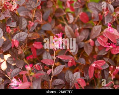 Primo piano del fiore rosa e delle foglie viola rosse del giardino perenne arbusto Loropetalum chinense rubrum danza fuoco. Foto Stock