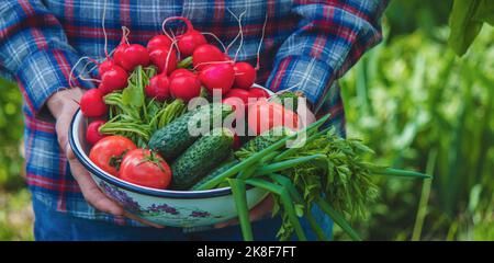 Le mani del coltivatore tengono un fresco ravanello, primo piano. Biologico fresco raccolto vegetali. Fuoco selettivo Foto Stock