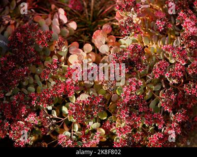 Primo piano dei fiori rosa-rossi del perenne sempreverde succulente Sedum Rose Carpet o Stonecrop fioritura a fine estate e autunno. Foto Stock