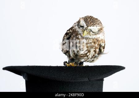 Gufo piccolo appollaiato su un cappello nero Foto Stock