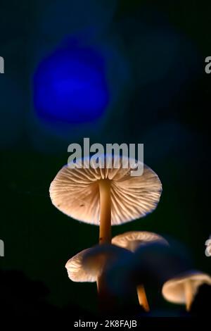 Piccolo fungo che cresce all'aperto Foto Stock