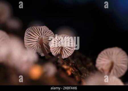 Branchie di funghi piccoli che crescono all'aperto Foto Stock