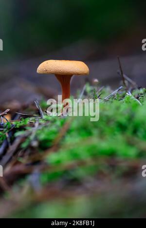 Piccolo fungo che cresce sul pavimento della foresta Foto Stock