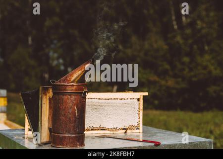 Bee fumatore da cornice alveare sul tavolo Foto Stock