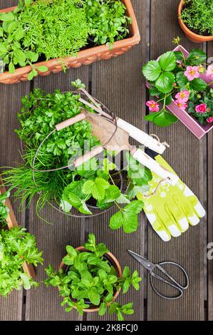 Varie erbe estive coltivate nel giardino terrazzato Foto Stock