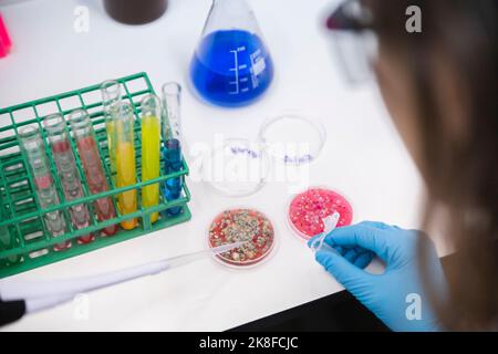 Scienziato che utilizza una pipetta con piastre Petri sul tavolo in laboratorio Foto Stock