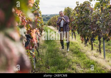 Contadino anziano in piedi con uva in mezzo a vigneto Foto Stock