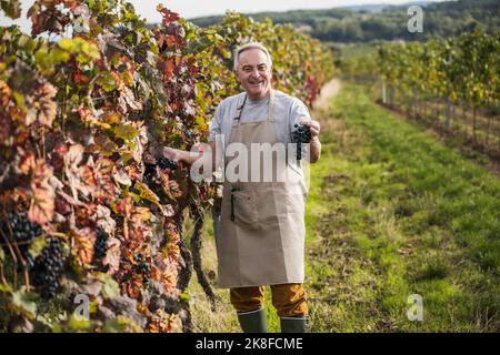 Felice agricoltore anziano che mostra uve rosse in vigna Foto Stock