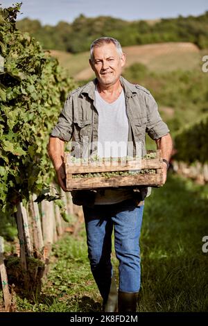 Sorridente contadino maturo con cassa d'uva che cammina sul campo Foto Stock