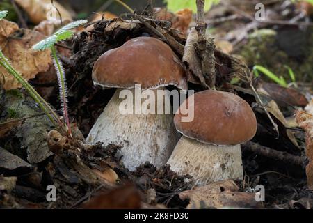 Due funghi commestibili Boletus edulis nella foresta di betulla-abete rosso. Conosciuto come cep, penny bun, porcino o porcini. Funghi selvatici che crescono a terra. Foto Stock