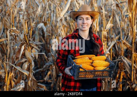 donna contadina con scatola di pannocchie di mais secco in campo agricolo Foto Stock