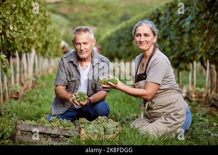 Agricoltori maturi sorridenti che tengono mazzo di uve in vigna Foto Stock